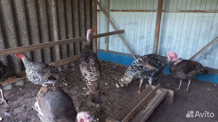 Индюки домашние