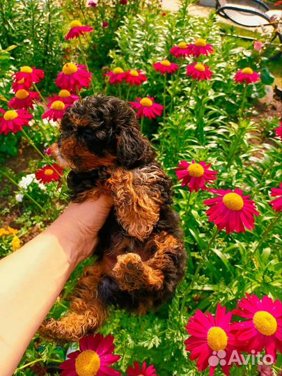 Крошки micro мальтипу эксклюзив