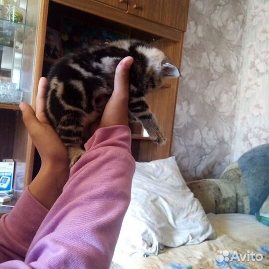 Бенгальские котята