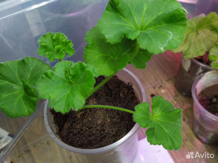 Пеларгонии коллекционные сортовые, липпия сладкая