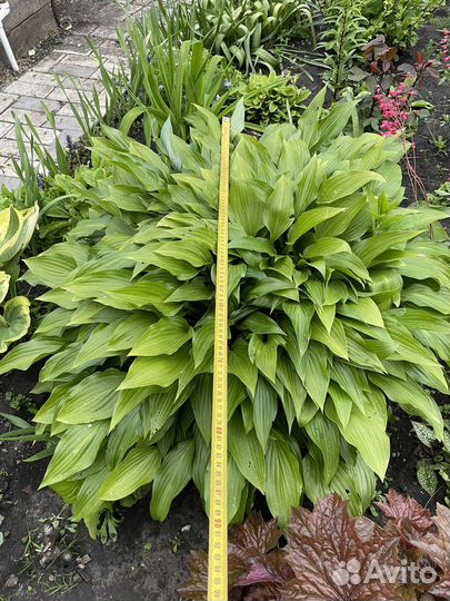 Ирисы, хоста