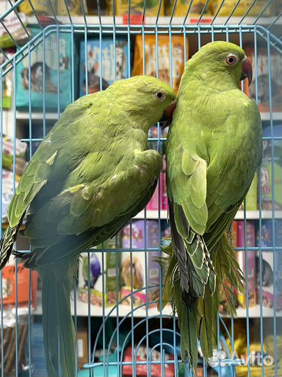 Ожереловый попугай птенцы
