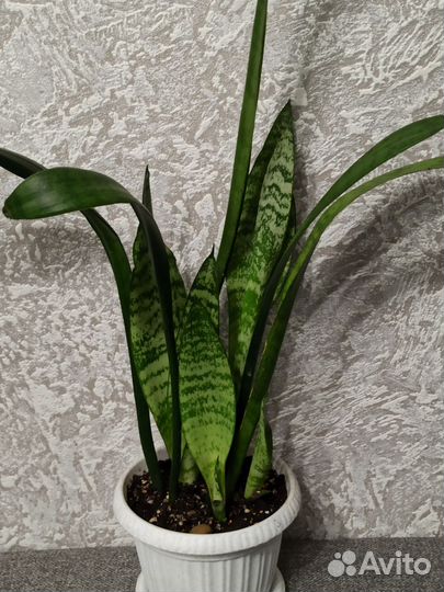 Сансевиерия