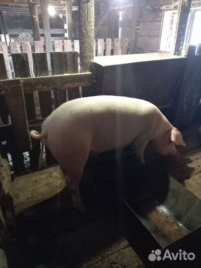 Мясо свинина деревенское