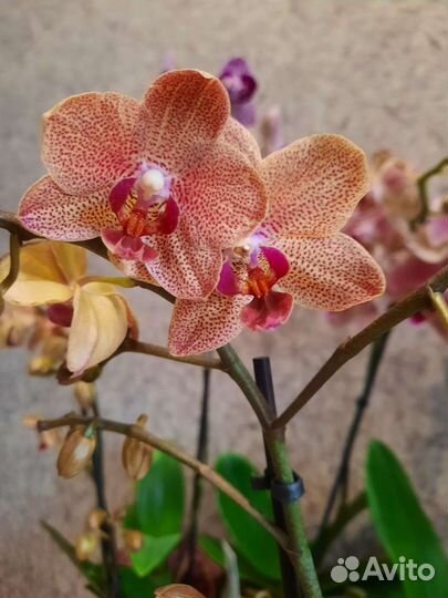 Орхидея фаленопсис