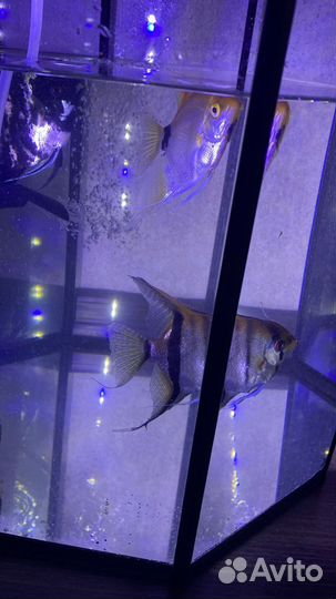 Аквариум рыбки