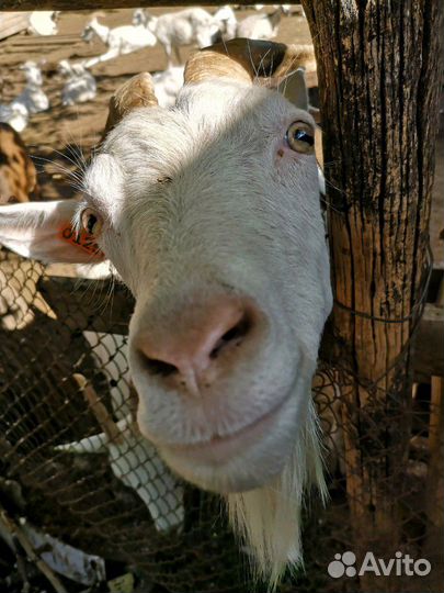 Дойные козы