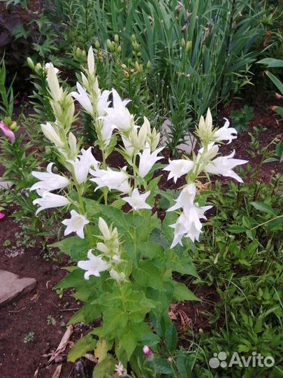 Жасмин,хоста,Примула.Ирис.Эшшольция