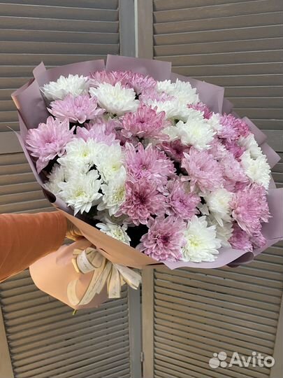 Хризантема кустовая цветы живые