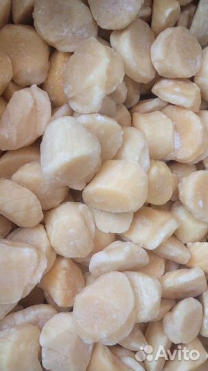 Гребешок Приморский