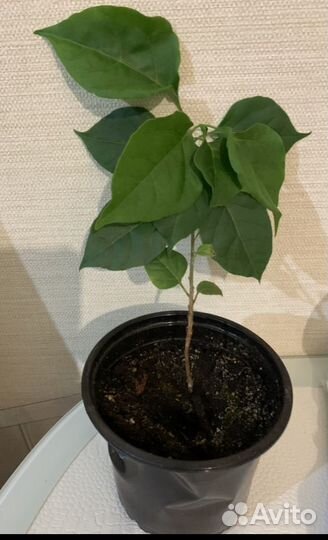 Бугенвиллея