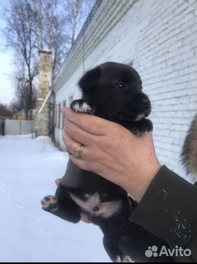 Щенки в добрые руки