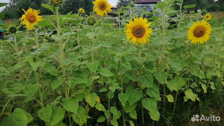 Продам подсолнухи для букета