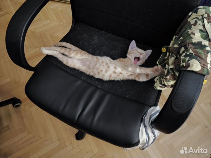 Кот в добрые руки