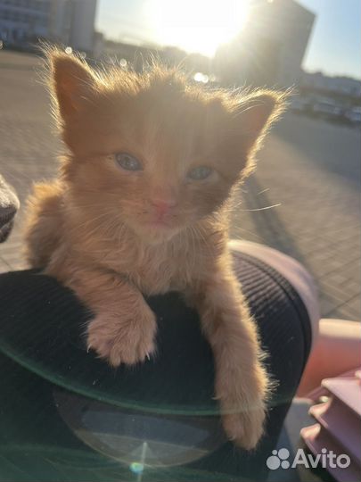 Маленький котенок
