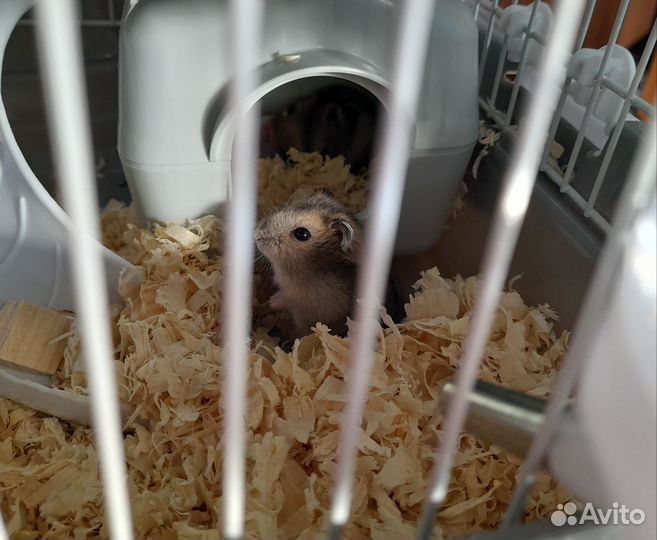 Джунгарские хомячки