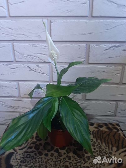 Спатифиллум Шопен
