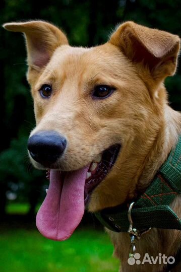 Собака ищет дом