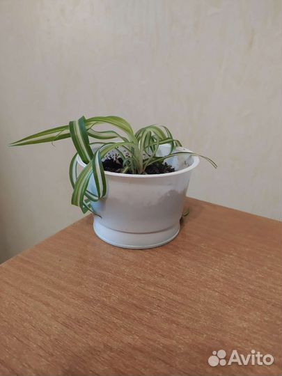 Хлорофитум кудрявый