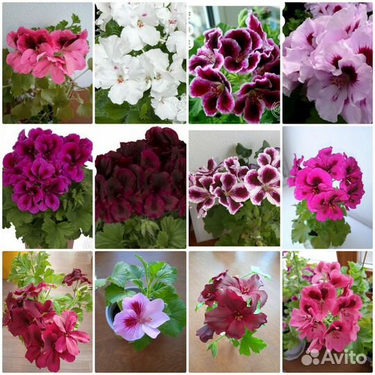 Королевская пеларгония 5