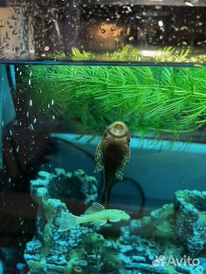 Сомики анциструсы, сом