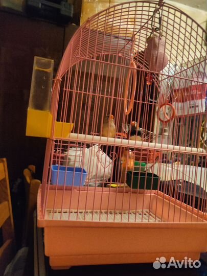 Клетка для птиц с Амадинами