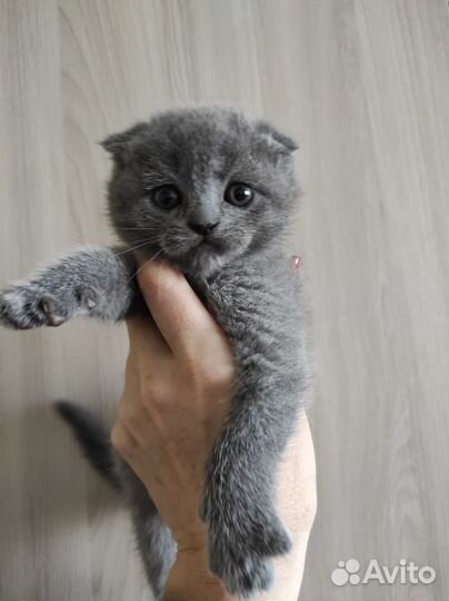 Шотландские котята