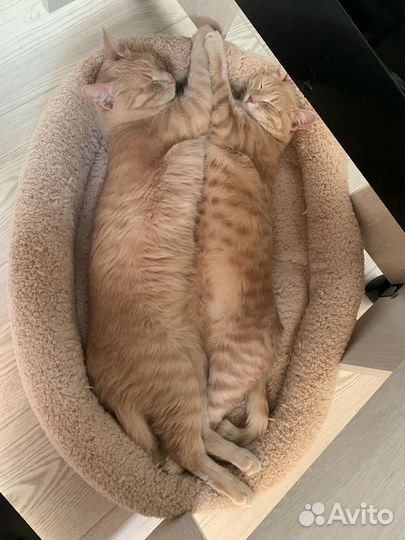 Семья котов