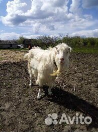 Козлики и козочки на продажу