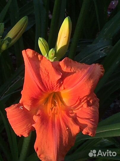 Лилейник South Seas