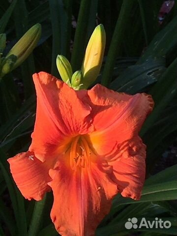 Лилейник South Seas