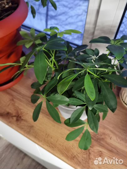 Комнатные цветы шефлера