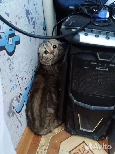 Шотландский кот