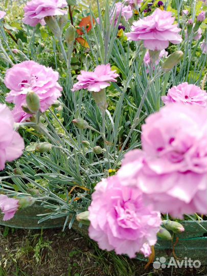 Гвоздика махровая