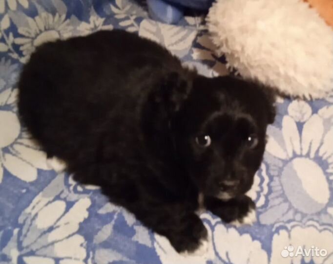 Щеночки комнатной собачки