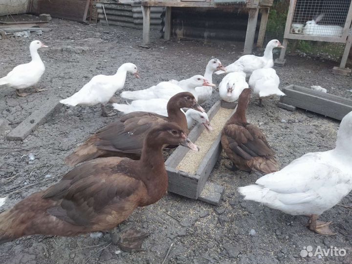 Мускусные утки