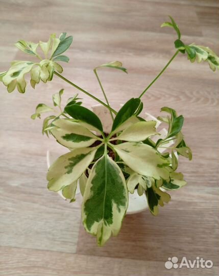 Комнатные цветы. Шеффлера Janine var