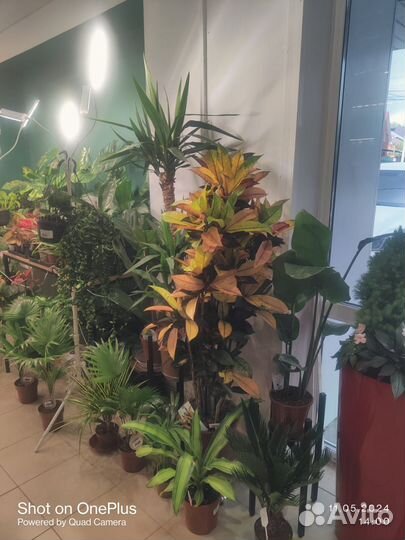 Комнатные растения цветы большие и маленькие