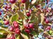 Яблоня Недзведского- декоративная яблоня