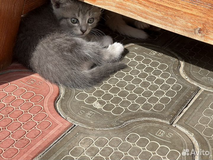 Котята в добрые руки. Полтора месяца, кушают сами