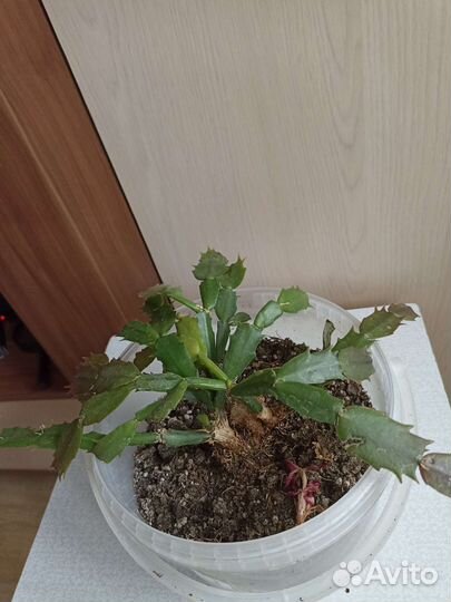 Декабрист+фиалочка