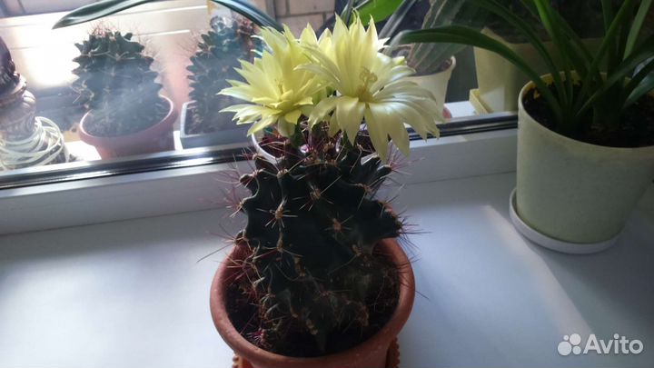 Кактус цветущий- детки