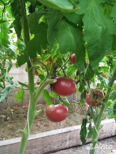Помидоры