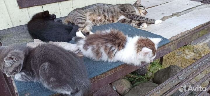 Котята в добрые руки