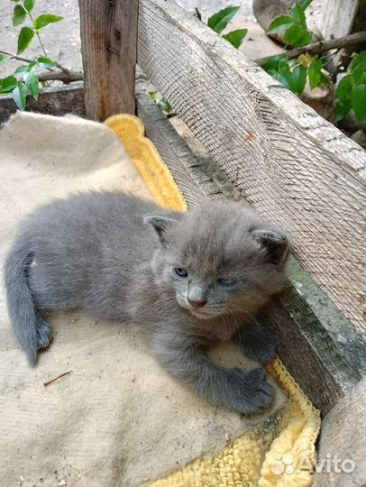 Отдам котят