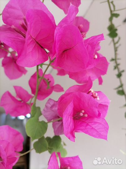 Бугенвиллия