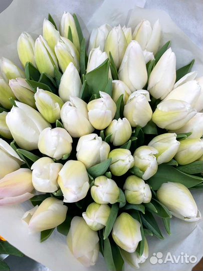 Тюльпаны розница опт