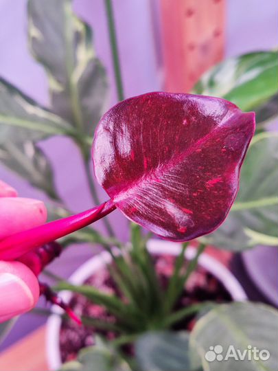 Филодендрон Оранжевая принцесса