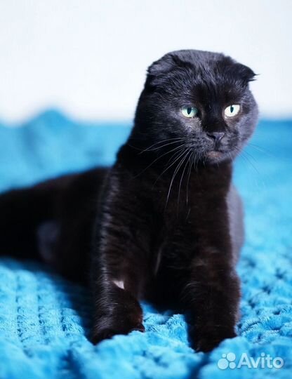 Кошка черная