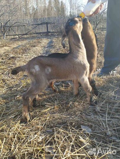 Англо нубийские козлята